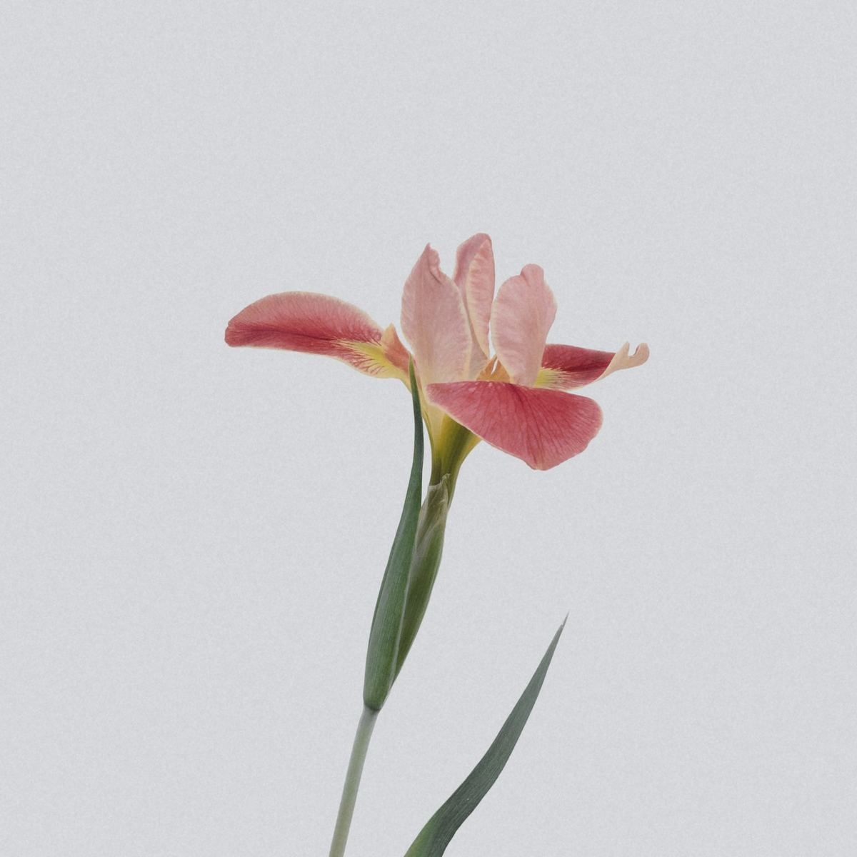 Sprout Plant Studio